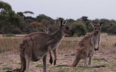 Best Wildlife Parks in South Australia