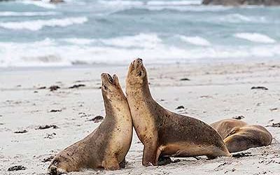 Coastline wildlife experiences in South Australia