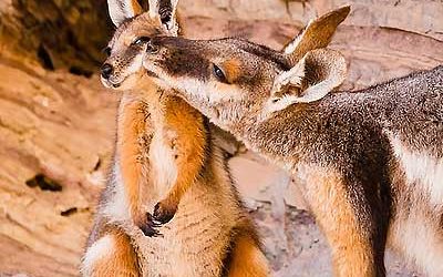 Animal experiences in South Australia
