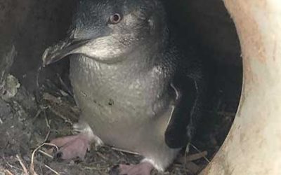 Wild penguins in South Australia