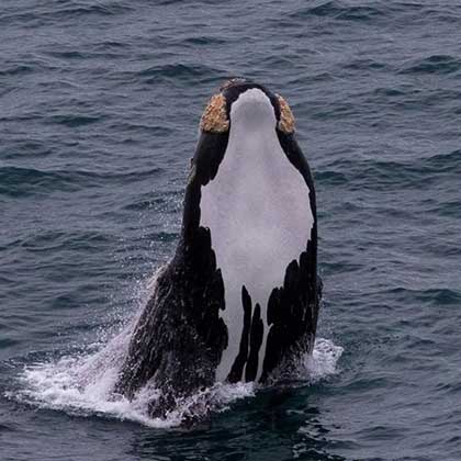 Whale watching in South Australia | South Australia Trips